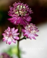 ڲ֤ͭ̾ʥȥ<BR>إ֥ӥ塼ƥ<BR>ֳ