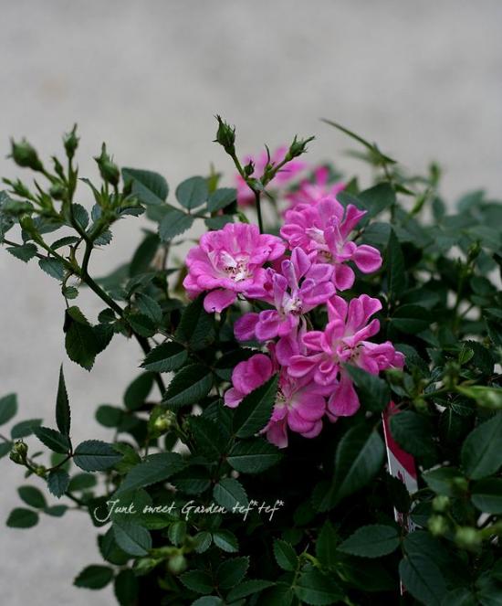 レンローズ XFX、OC仕様のRadeon HD 7970グラフィックスカード - ITmedia PC USER