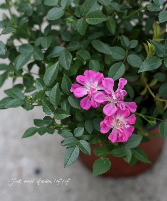 レンズ　まとめ売り　不揃い　いろいろ　※バラ売り不可 レンズ まとめ売り 不揃い いろいろ ※バラ売り不可 2025年最新】その他