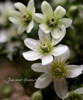 ���Х���ޥ���<BR>�إ����ȥޥˡ����硼��<BR>4����