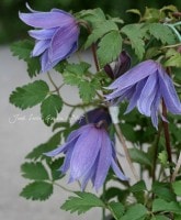 ���ȥ饲�ͷϥ���ޥ���<BR>�إޥ����ڥ����<BR>4���ץ�ȭ