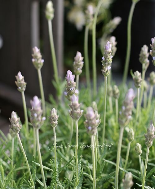 育て易い四季咲きラベンダー Br デンタータ Br フリンジド ラベンダー すべての商品 Junk Sweet Garden Tef Tef