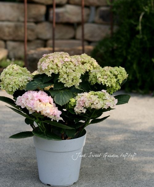 ゆっち 輸入アジサイ 苗 5種セット！ ゆっち 輸入アジサイ 苗 5種セット！ ゆっち 輸入アジサイ 苗 5