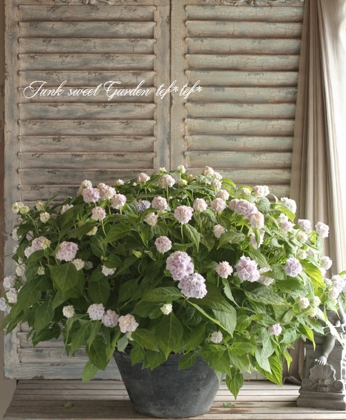 Aromantic様　hydrangea様セット　さぁやさま・:*+ Tuff Stuff Ah-Ha® - Reblooming Mountain Hydrangea - Hydrangea