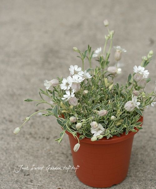 �����ꥷ��͡إʥå����ۥ磻�ȡ�4��ȭ