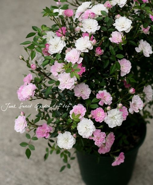 つる性ミニバラ Br 舞姫 Br 八重咲き 5号鉢 Flower Species ミニバラ Junk Sweet Garden Tef Tef つる性ミニバラ Br 舞姫 Br 八重咲き 5号鉢 Flower Species ミニバラ Junk Sweet Garden Tef Tef