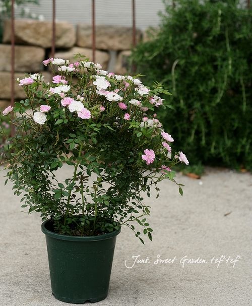 マイクロミニバラ/須惠姫/蕾多数/　5号スリット鉢/現品限り✨ マイクロミニバラ/須惠姫/蕾多数/ 5号スリット鉢/現品限り✨ マイクロ