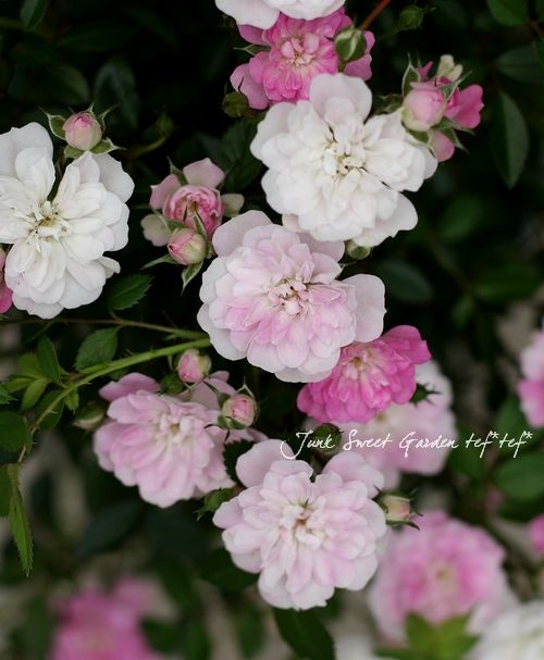 つる性ミニバラ Br 舞姫 Br 八重咲き 5号鉢 Flower Species ミニバラ Junk Sweet Garden Tef Tef