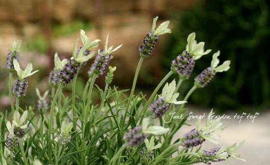 花 Hantverk 数量限定】JAMIN PUECHの洗練をまとう夏のラフィアバッグ｜H.P.FRANCE