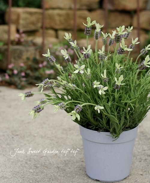 フレンチラベンダー<BR>『ストエカス』グリーン羽❤<BR>5号鉢 | すべて