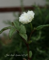 إ֥ޡˡ<BR>̾إȥ󥤥Х١إȥХ<BR>4ȭ