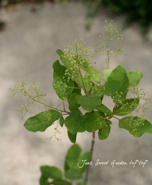 ���⡼���ĥ꡼�إۥ磻�ȥޥ��å���4���ݥå���