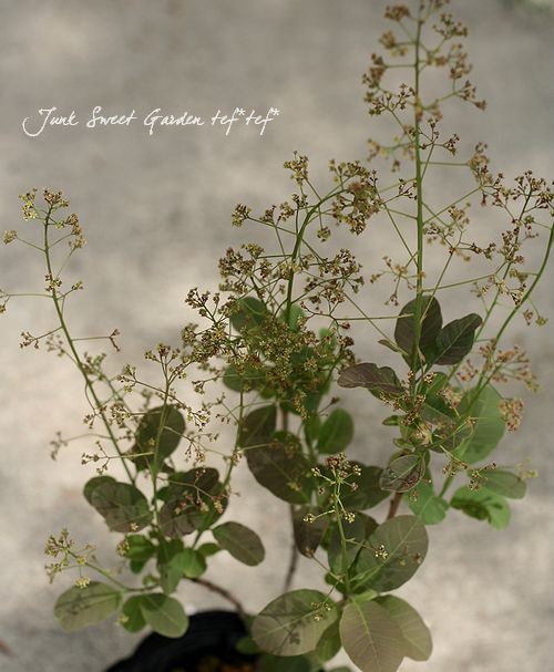 ���⡼���ĥ꡼�إ�ȥ��ӡ���4���ݥå���