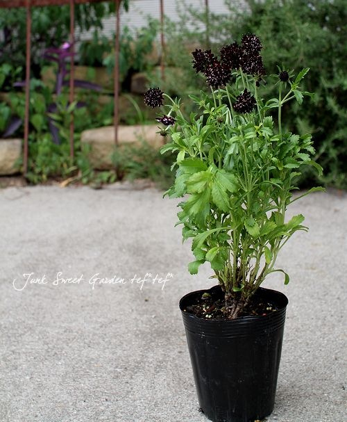 黒花スカビオサ Br エースオブスペード Br 特価 大株 Flower Species スカビオサ Junk Sweet Garden Tef Tef