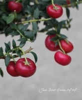 ¤ڤࡪ<BR>إڥͥåƥ<BR>ڡּȭ