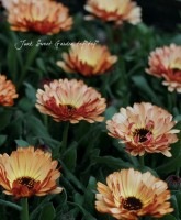 カレンデュラ☆ カレンデュラ パワーデイジー | PROVEN WINNERS (PW)【植物の