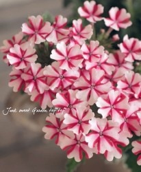 ���ܷϥС��٥ʡ���ʥ����إ����ǥ��������