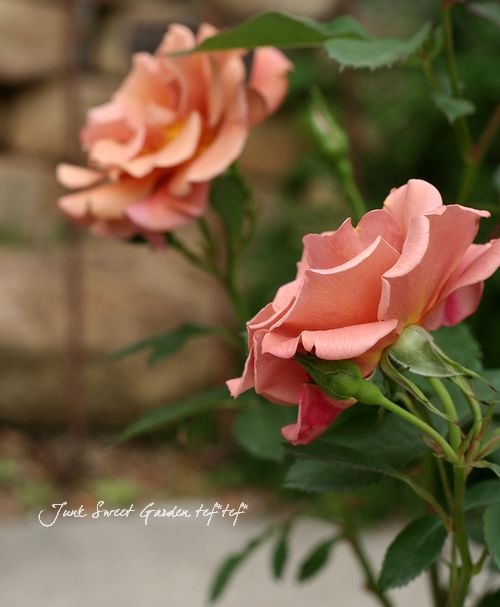 プレゼントにも Br 四季咲き大輪ミニバラ Br チョコフィオーレ Flower Species Junk Sweet Garden Tef Tef