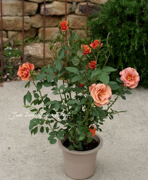 ブレマイ バラ売り プレゼントにも♪ <BR>四季咲き大輪ミニバラ<BR>『チョコフィオーレ