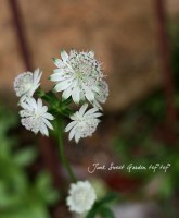 ڲ֤ͭ̾ʥȥ<BR>إΡ<BR>ֳ