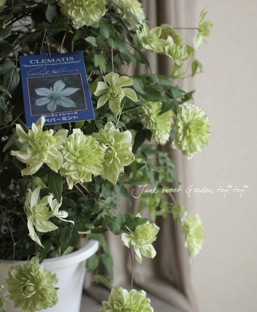 クレマチス『ペパーミント』 室内栽培もOK♪ | すべての商品 | | Junk