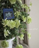 ����ޥ����إڥѡ��ߥ�ȡ١�������ݤ�OK��