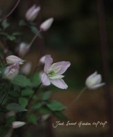 ��󥿥ʷ�<BR>Ȭ�ź餭����ޥ���<BR>�إ������Хåɡ�5��ȭ