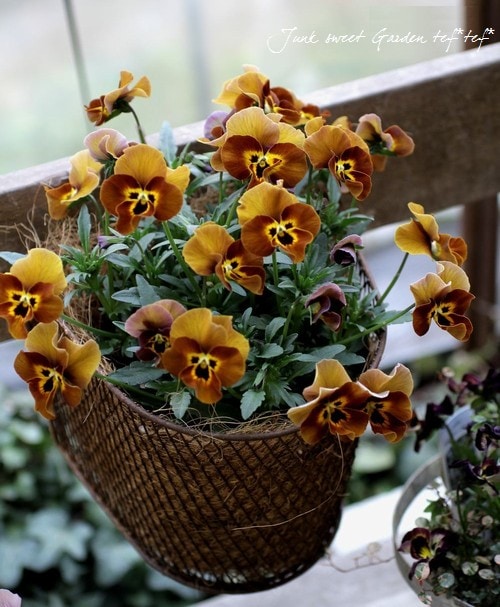 笈川さん育種生産！横浜セレクション 『金茶』 | すべての商品