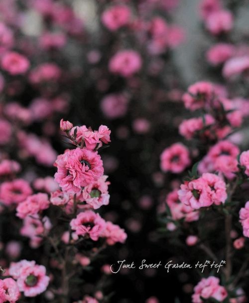 寒さに強い常緑花木 Br ギョリュウバイ Br 八重咲き品種大きめ すべての商品 Junk Sweet Garden Tef Tef 寒さに強い常緑花木 Br ギョリュウバイ Br 八重咲き品種大きめ すべての商品 Junk Sweet Garden Tef Tef