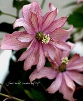 <i>Clematis montana</i><BR><BR><BR>����ޥ�������󥿥�<br>�إ֥����ȥ󡦥�������