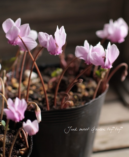 i>Cyclamen persicum Mill.</i><BR><BR>希少！宿根・原種シクラメン<BR