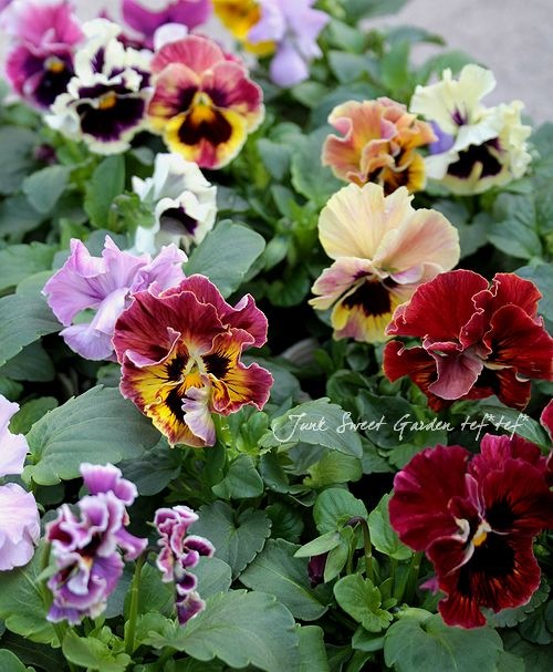 フリルパンジー Br フラメンコ Br Flower Species パンジー Junk Sweet Garden Tef Tef