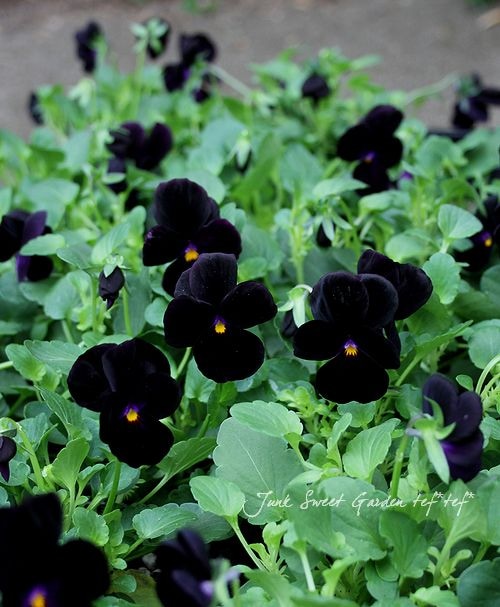 �����ѡ��ӥ���إ֥�å������ѡ����2�ĥ��å�