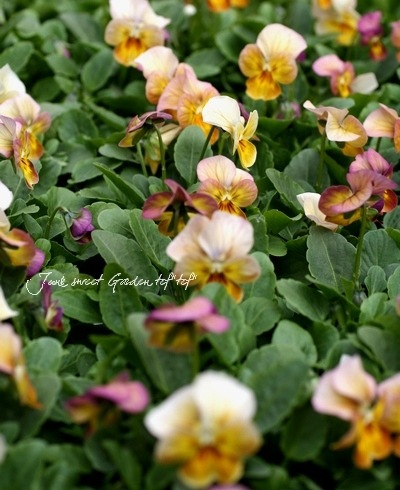 わらび　苗　360本 ビオラ ビビシリーズ 『マンゴーアンティーク』 変わり咲き【B