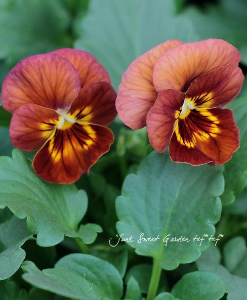 【美品 難少々】袷 染め ブラウン系 バラの花束 アンティーク 昭和レトロ バラ 花束 ブラウン M | 花束ならHitoHana(ひとはな)