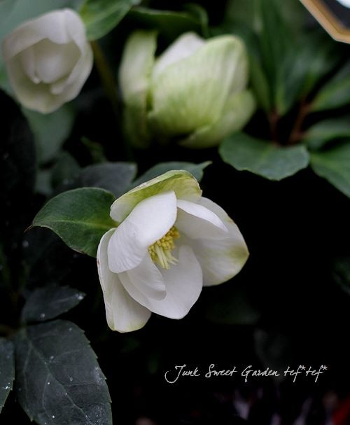 ���ꥹ�ޥ��˺餯�˥��롪������ɥ��쥯�����إ��祷�奢��