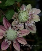 Ȭ�ť���ƥ�������❤<BR>����ޥ���<BR>�إ��祻�ե����̡�<BR>5��ȭ��