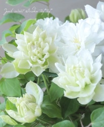 Ȭ�ź餭����ޥ�������ξѡ�