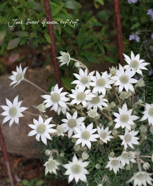 新品種 Br フランネルフラワー Br 天使のウィンク 4号 すべての商品 Junk Sweet Garden Tef Tef