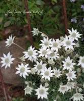 ���ʼ<BR>�ե��ͥ�ե�<BR>��ŷ�ȤΥ����󥯡�4��