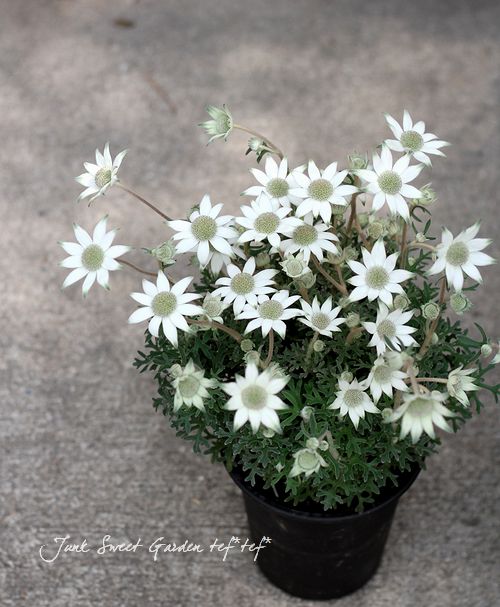 【XYTさま】フランネルフラワー 天使のウィンク 種 800粒 フランネルフラワー 天使のウィンク 【花苗 3.5号】｜ 【植物の
