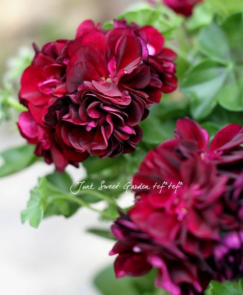 ロマンシア 消しゴム セリナ姫 黄色 スーパーカー消しゴム 組み立て変形 セリカXX - メルカリ