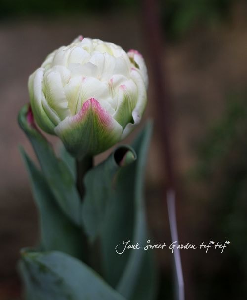 八重咲きチューリップ<BR>『アイスクリーム』 | すべての商品 | | Junk