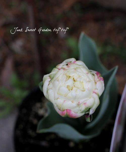 八重咲きチューリップ<BR>『アイスクリーム』 | すべての商品 | | Junk