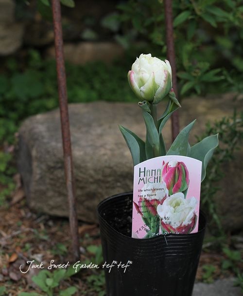 八重咲きチューリップ Br アイスクリーム Flower Species チューリップ Junk Sweet Garden Tef Tef 八重咲きチューリップ Br アイスクリーム Flower Species チューリップ Junk Sweet Garden Tef Tef