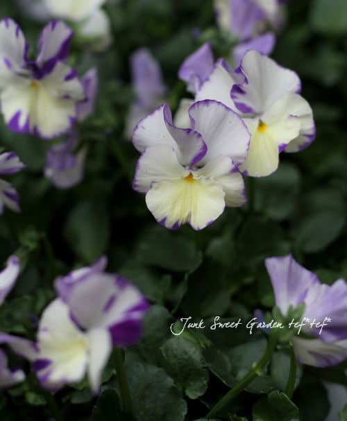 i>Viola ordorata</i><BR><BR>イングリッシュビオラ<BR>宿根ビオラ<BR