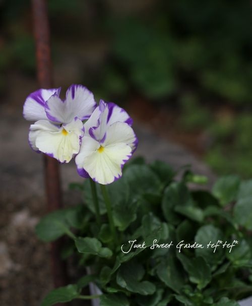 ビオラ i>Viola ordorata</i><BR><BR>イングリッシュビオラ<BR>宿根ビオラ<BR