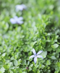 �ץ�ƥ������إ�����ƥ��ѡ����١��إǥ����ץ֥롼��