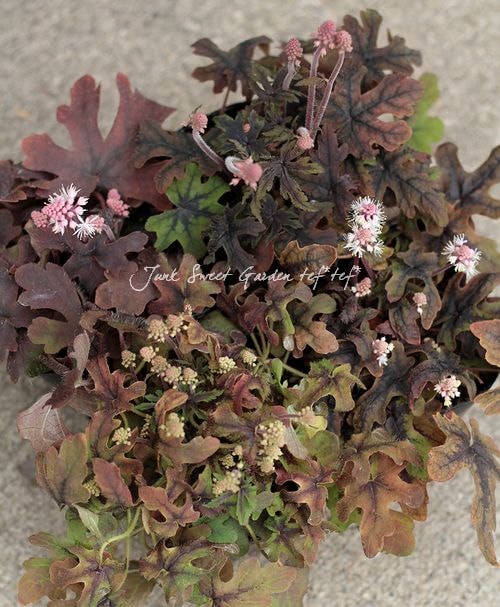 Saxifragaceae Tiarella���ä�����բ��إƥ�������