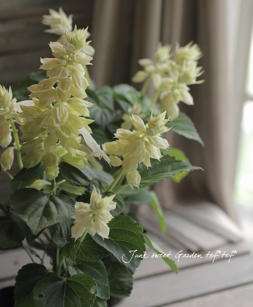 Stapelia paniculata ssp. paniculata 　激レア Stapelia paniculata ssp. paniculata 激レア - メルカリ